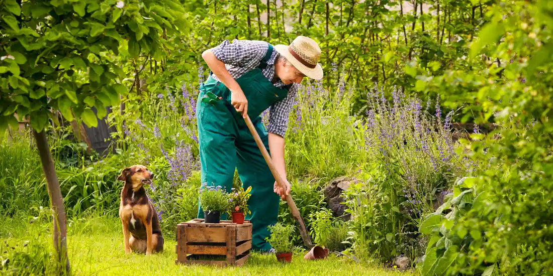 top tips for a dog friendly garden