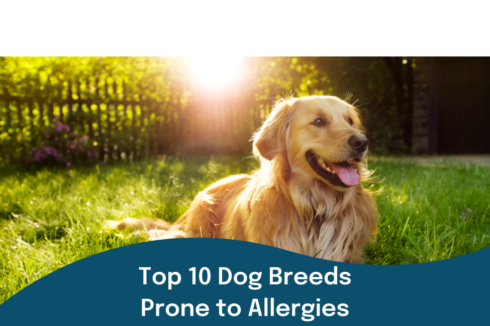 One of the top 10 breeds that are prone to allergies