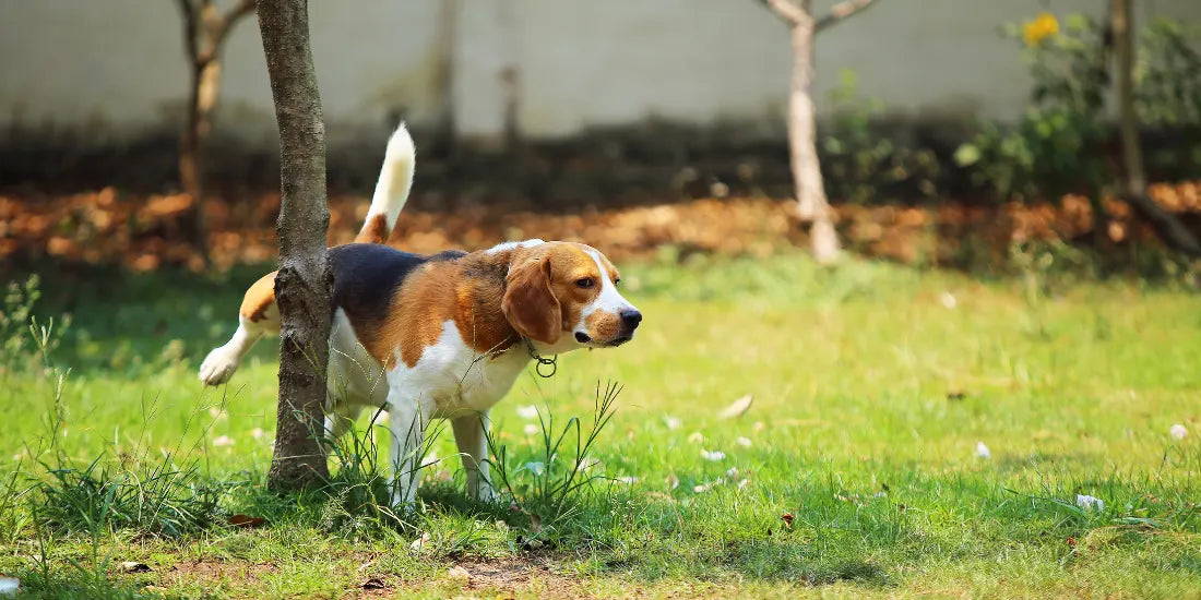 Beagle peeing up tree
