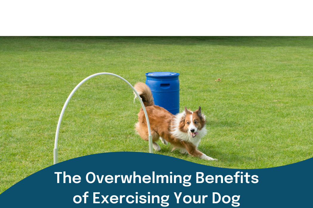 Collie dog showing benefits of exercise from an agility course