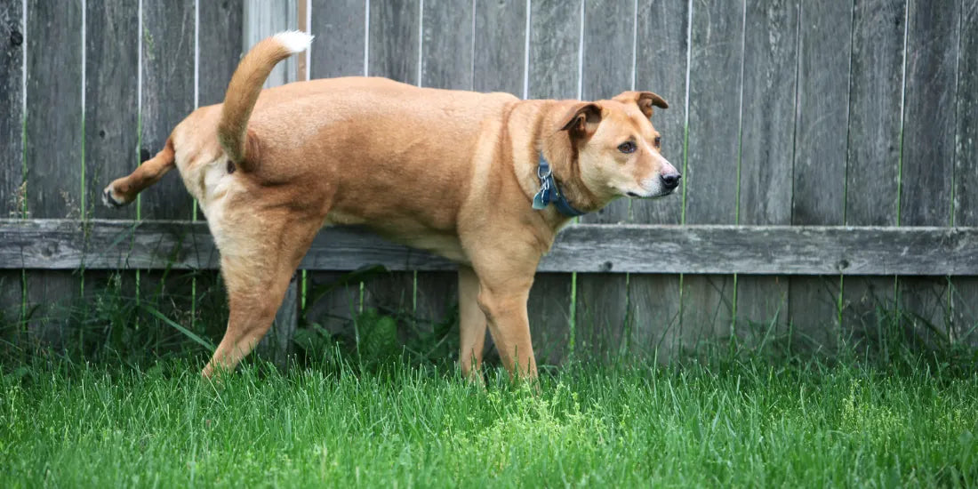 a dog peeing on a fence panel