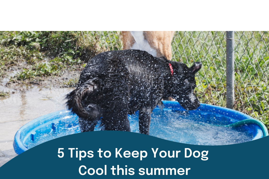 5 tips to keep your dog cool this summer