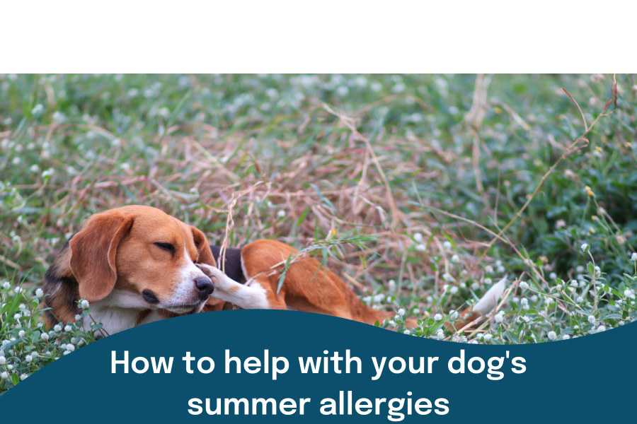 A beagle itching due to summer allergies