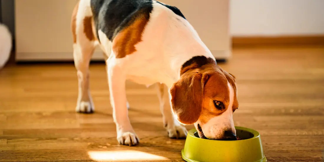 Dog eating meal from bowl
