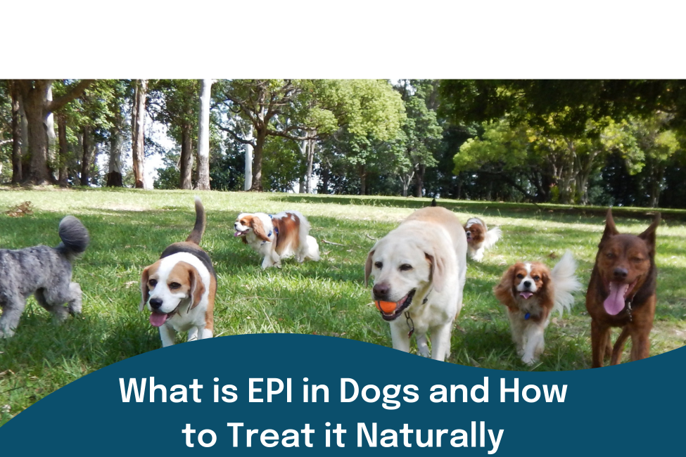 Various dogs that could suffer from EPI