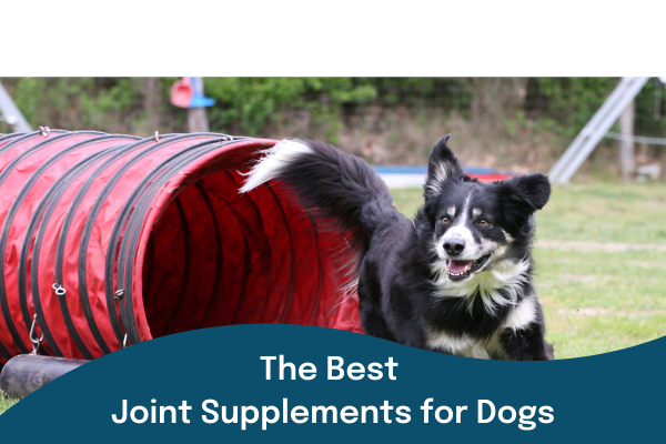 Best dog joint supplements uk outlet