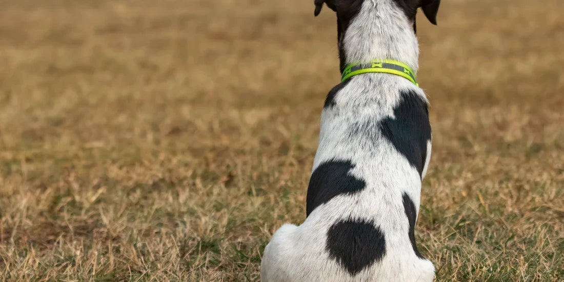 Dog with curved fur sitting