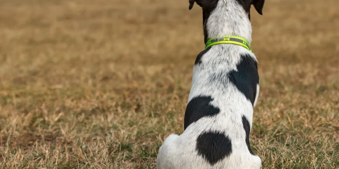 Dog with curved fur sitting