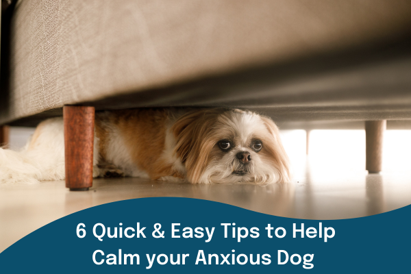 6 Quick & Easy Tips To Help Calm Your Anxious Dog