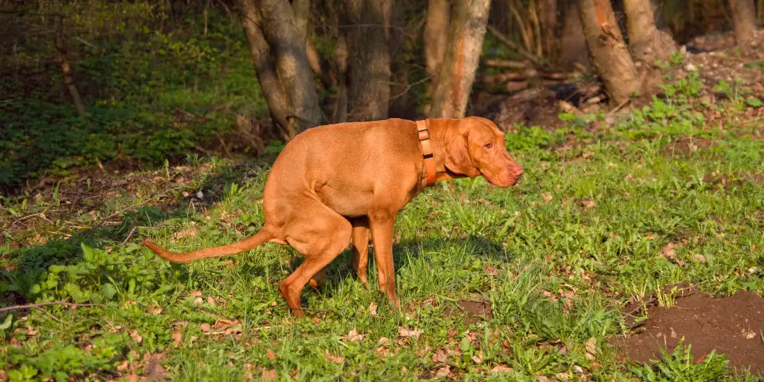 Dog with digestive issues attempting to poop