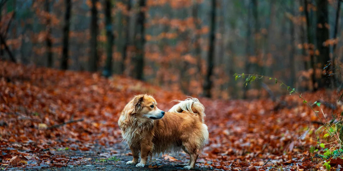autumn walk with dog