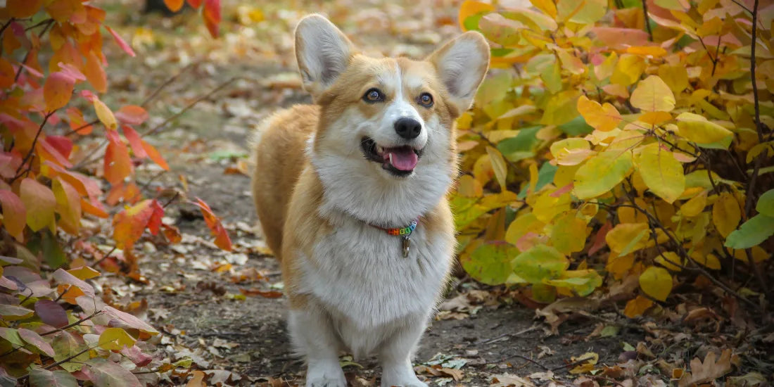 corgi in autumn leaves