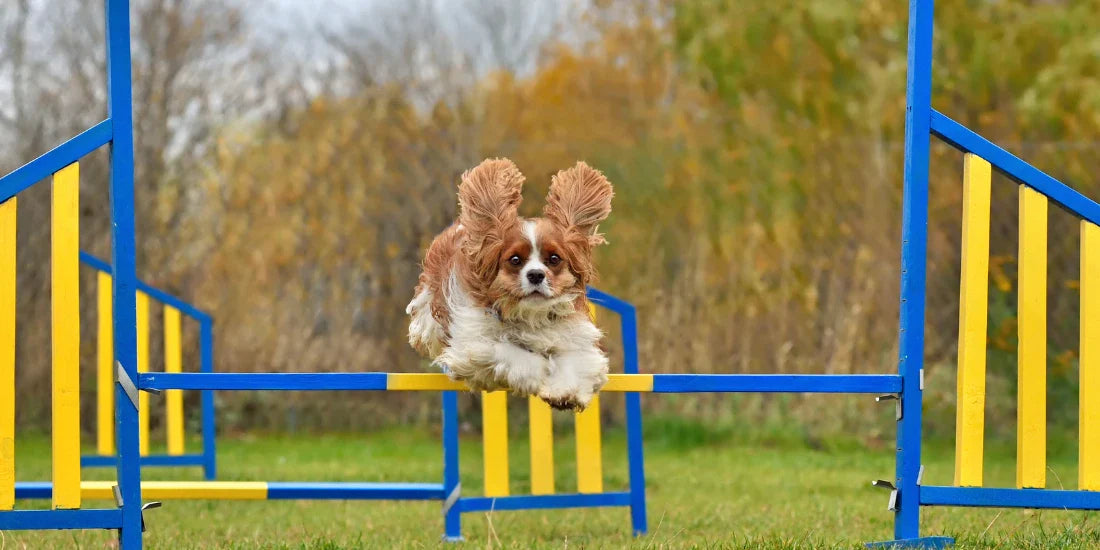spaniel jumping over a dog trial fence