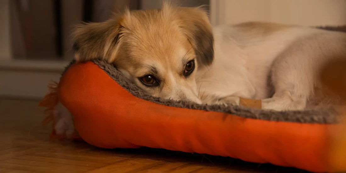 Dog looking out of the window at fireworks