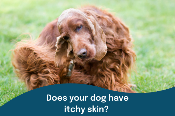 Does your dog have itchy skin?