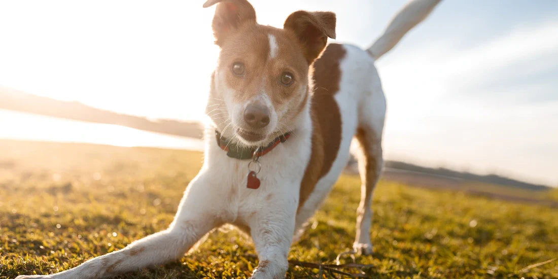 jack russell doing a playful bow