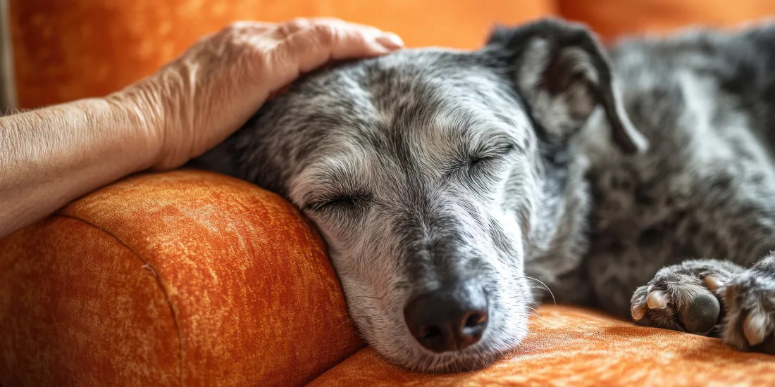 senior dog asleep on sofa being stroked by owner