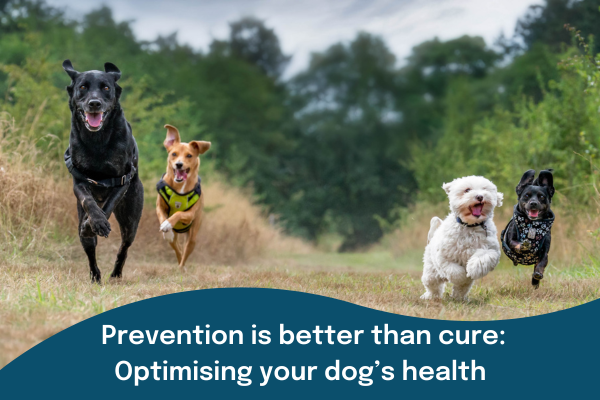 Four healthy dogs running