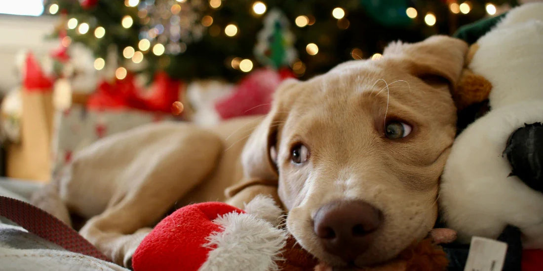 golden labrador puppy with Christmas gifts in front of a Christmas tree