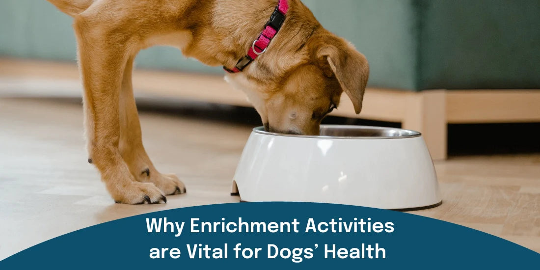 Types Of Dog Enrichment: Best Activities For You & Your Pet
