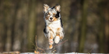 Healthy dog in a snowy background bouncing