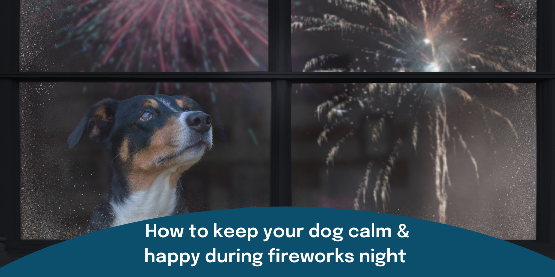 Dog looking out of the window at fireworks