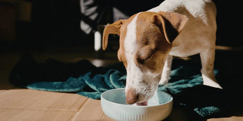 Dog eating from food bowl