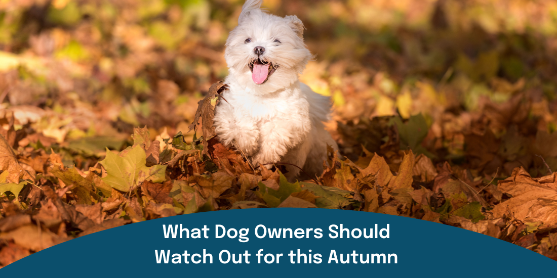 What Dog Owners Should Watch Out for this Autumn