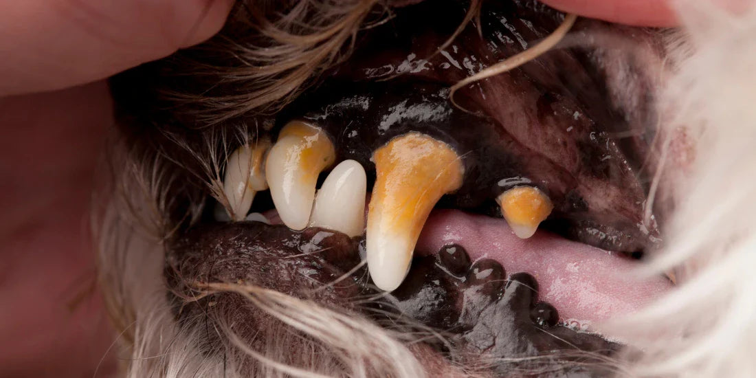 Dental Health In Dogs
