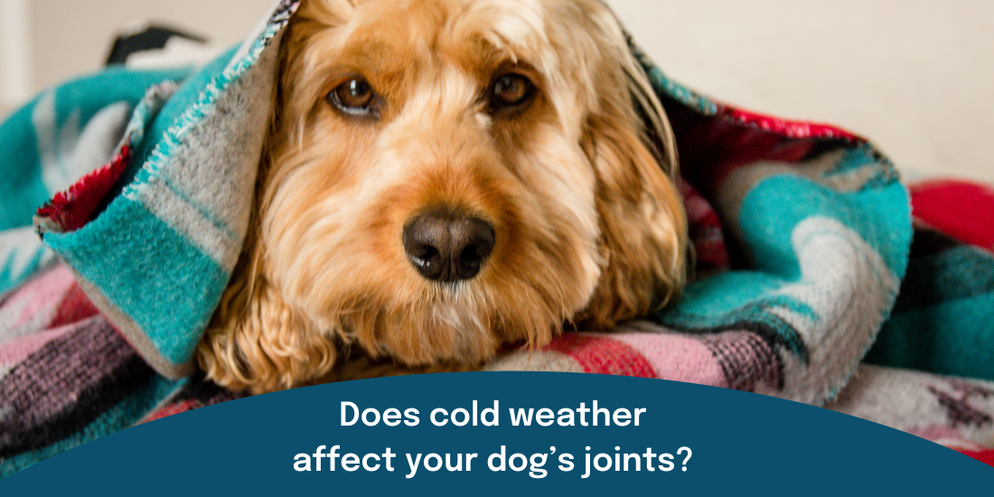 Dog keeping joints warm under blanket
