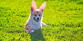 corgi wearing easter bunny ears with an easter egg basket