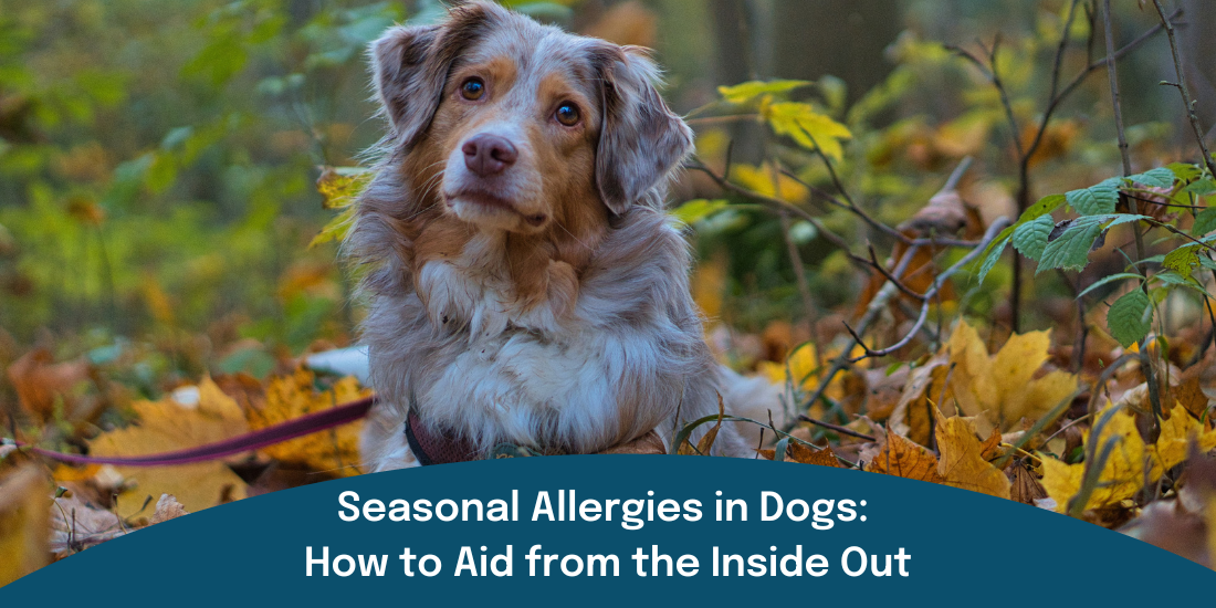 Seasonal Allergies in Dogs