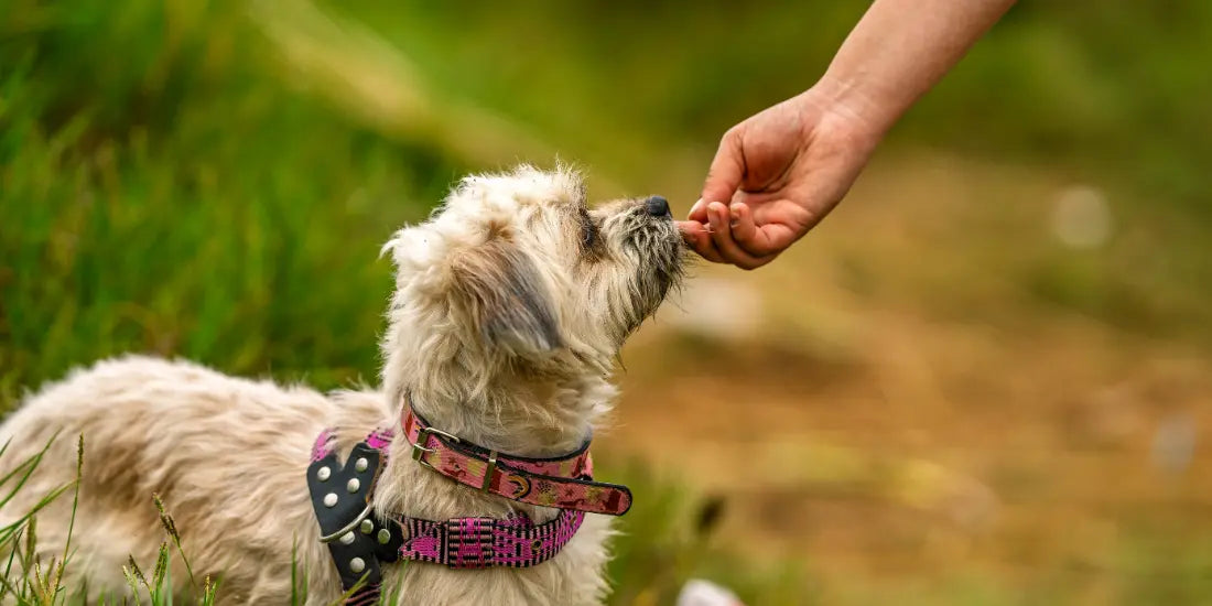 dog being given a novel protein treat