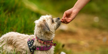 dog being given a novel protein treat