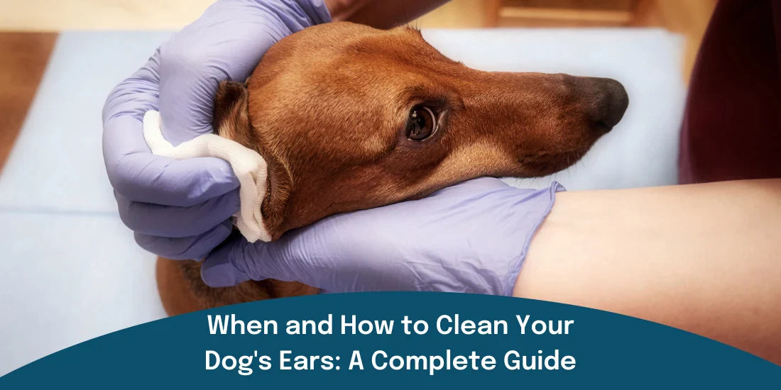 cleaning dog's ears