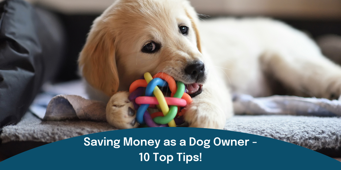 A Dog Owner’s Guide to Saving Money - 10 Top Tips!