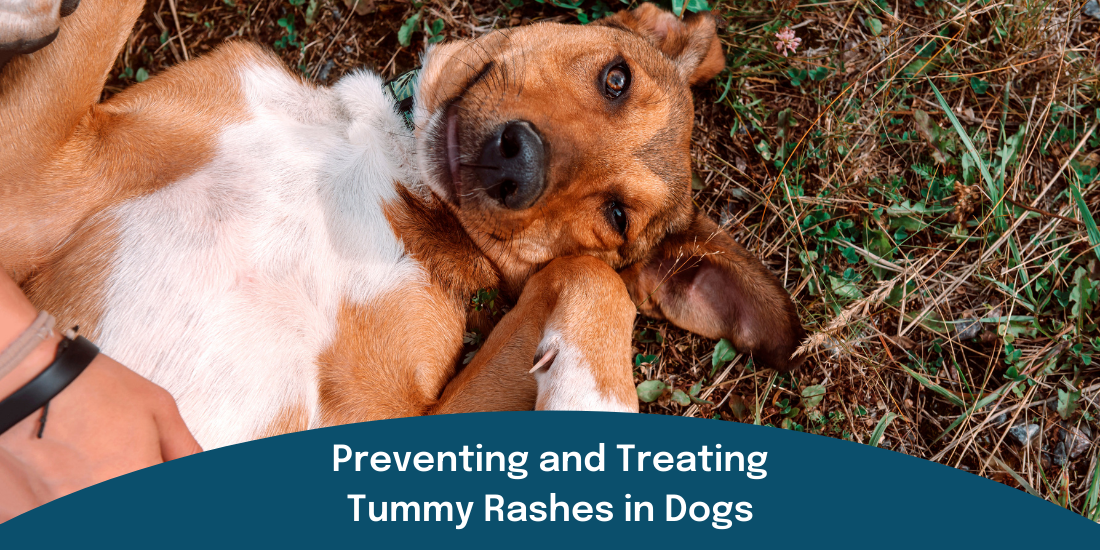 Tummy rash on dog laying on its back
