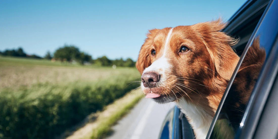 Dog with head out of window