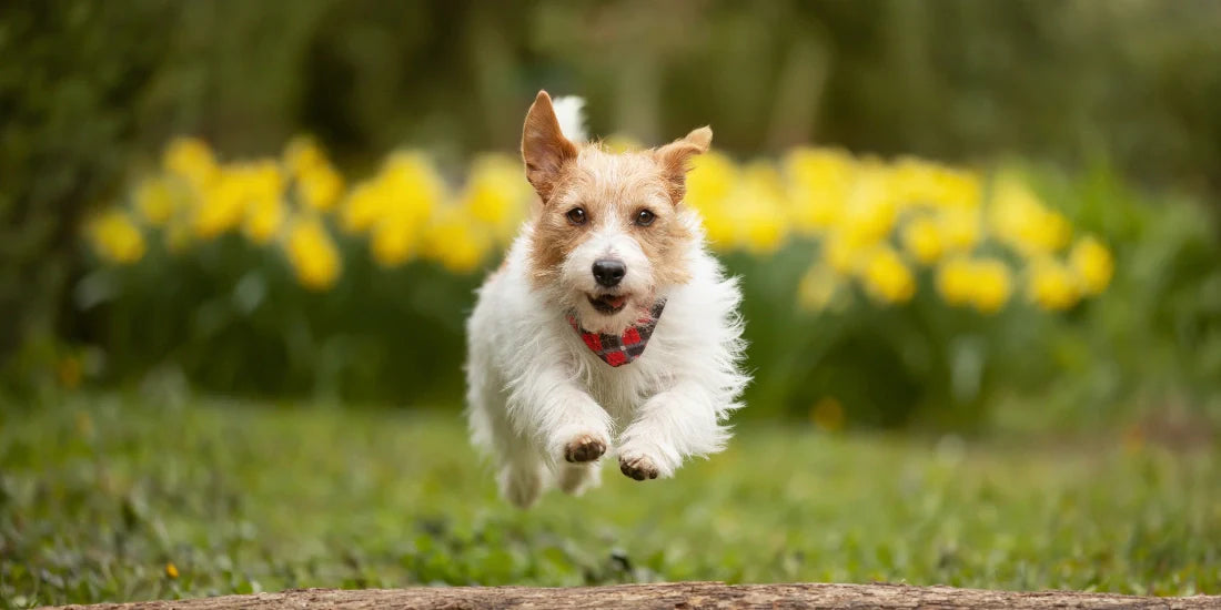 Dog running in mid air