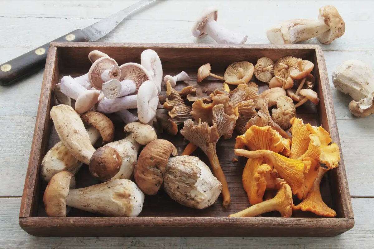 Mushrooms on a wooden tray