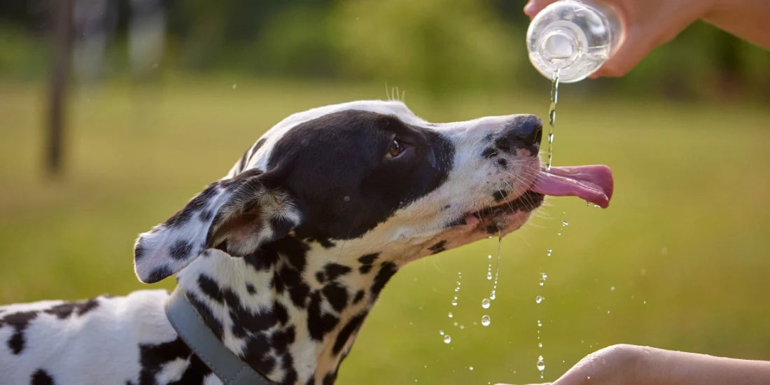 Dog drinking from water bottle