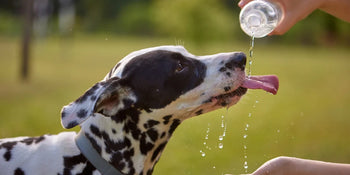 Dog drinking from water bottle