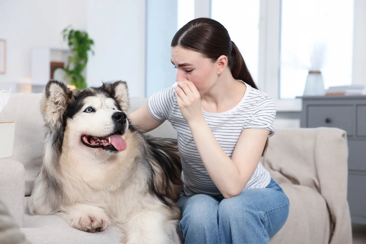 Husky and woman sat on sofa with woman covering her nose