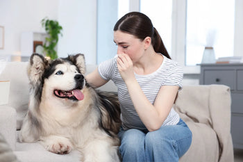 Husky and woman sat on sofa with woman covering her nose