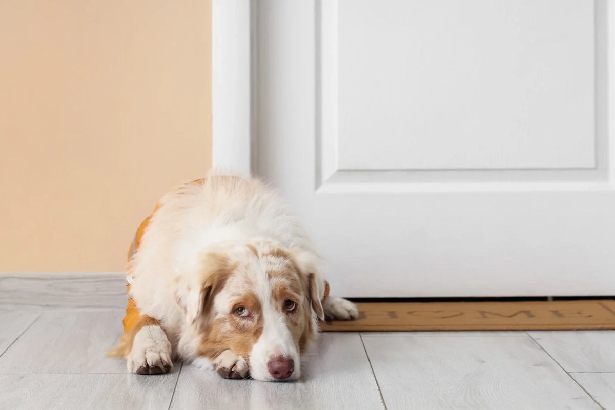 Dog waiting at door