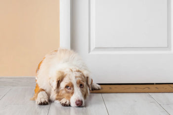 Dog waiting at door