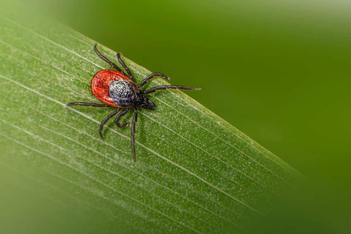 Tick on a blade of grass