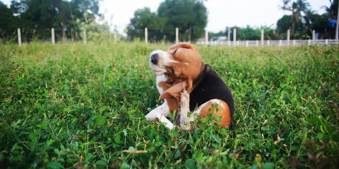 A beagle scratching its ear while lying in a field of white wildflowers.
