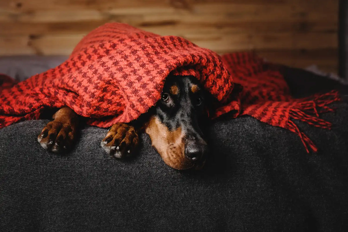 Dog hiding under blanket