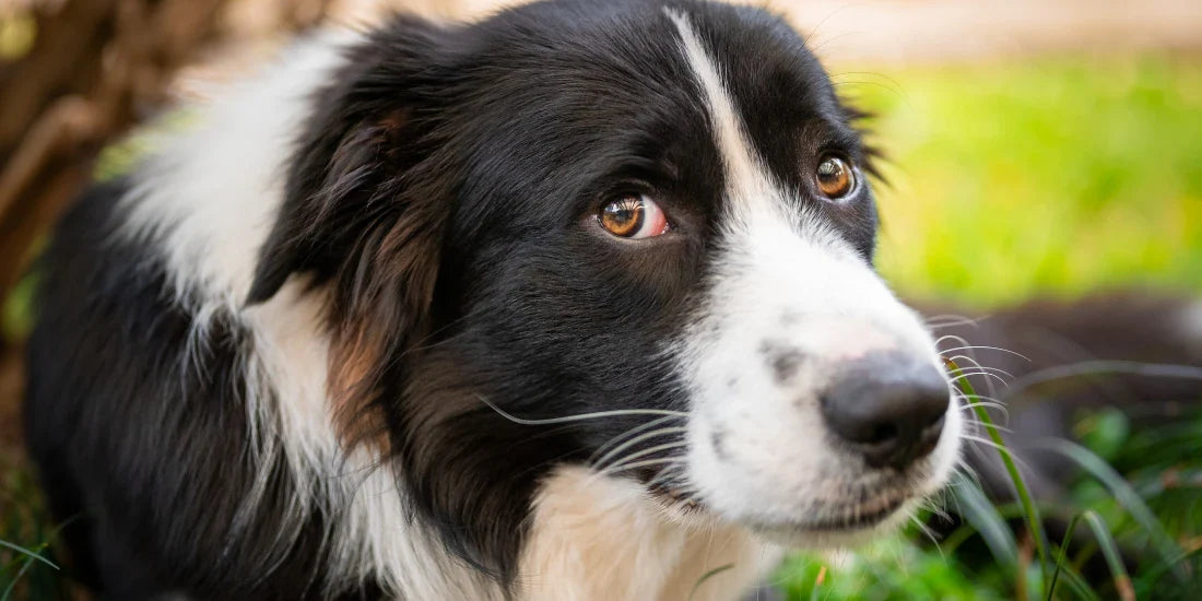 Border collie looking sad 